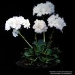 Lewisia cotyledon forma alba